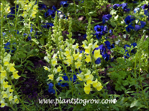 Cool Yellow Snapdragon growing with a blue Pansy.